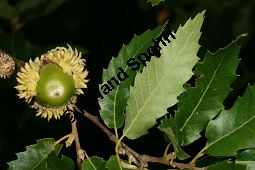Libanon-Eiche, Quercus libani Kauf von 05801quercus_libaniimg_9820.jpg