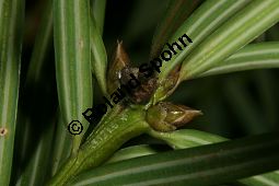  Kauf von 05815_torreya_nucifera_img_5605.jpg