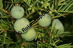  Kauf von 05815torreya_nuciferaimg_9901.jpg