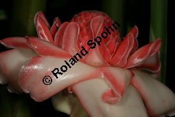 Fackelingwer, Etlingera elatior, Alpinia elatior, Amomum magnificum Kauf von 05821_etlingera_elatior_img_0543.jpg