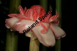 Fackelingwer, Etlingera elatior, Alpinia elatior, Amomum magnificum Kauf von 05821_etlingera_elatior_img_0544.jpg