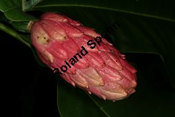 Schirm-Magnolie, Magnolia tripetala, Magnoliaceae, Magnolia tripetala, Magnolia umbrella, Schirm-Magnolie, fruchtend Kauf von 05835magnolia_tripetalaimg_3858.jpg