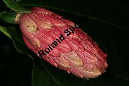 Schirm-Magnolie, Magnolia tripetala, Magnoliaceae, Magnolia tripetala, Magnolia umbrella, Schirm-Magnolie, fruchtend Kauf von 05835magnolia_tripetalaimg_3859.jpg