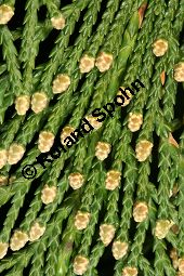 Nutka-Scheinzypresse, Chamaecyparis nootkatensis Kauf von 05837_chamaecyparis_nootkatensis_img_5606.jpg