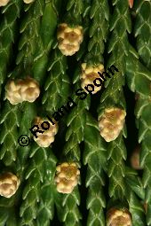 Nutka-Scheinzypresse, Chamaecyparis nootkatensis Kauf von 05837_chamaecyparis_nootkatensis_img_5607.jpg