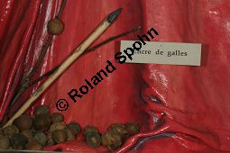 Aleppogallen von Aleppo-Eiche, Gall-Eiche, Quercus infectoria Kauf von 05841_quercus_infectoria_img_2407.jpg