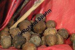 Aleppogallen von Aleppo-Eiche, Gall-Eiche, Quercus infectoria Kauf von 05841_quercus_infectoria_img_2408.jpg