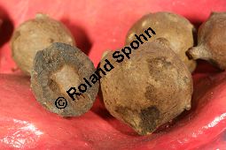 Aleppogallen von Aleppo-Eiche, Gall-Eiche, Quercus infectoria Kauf von 05841_quercus_infectoria_img_2410.jpg