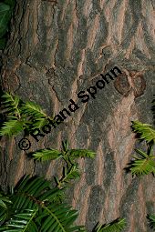  Kauf von 05844torreya_californicaimg_0088.jpg