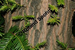  Kauf von 05844torreya_californicaimg_0089.jpg