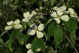 Benthams Hartriegel, Cornus capitata Kauf von 05845_cornus_capitata_img_8955.jpg