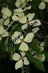 Benthams Hartriegel, Cornus capitata Kauf von 05845_cornus_capitata_img_8956.jpg