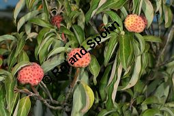 Benthams Hartriegel, Cornus capitata Kauf von 05845cornus_capitataimg_0180.jpg