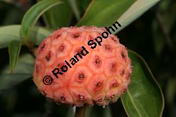 Benthams Hartriegel, Cornus capitata Kauf von 05845cornus_capitataimg_0181.jpg