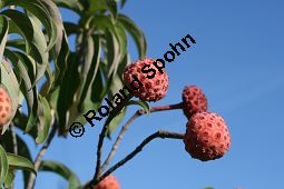 Benthams Hartriegel, Cornus capitata Kauf von 05845cornus_capitataimg_0182.jpg