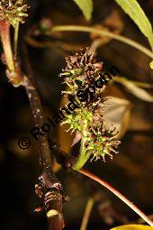 Orientalischer Amberbaum, Liquidambar orientalis Kauf von 05847_liquidambar_orientalis_dsc_0922.jpg