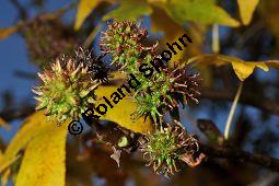 Orientalischer Amberbaum, Liquidambar orientalis Kauf von 05847_liquidambar_orientalis_dsc_0923.jpg
