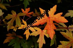 Orientalischer Amberbaum, Liquidambar orientalis Kauf von 05847_liquidambar_orientalis_img_5145.jpg