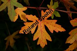 Orientalischer Amberbaum, Liquidambar orientalis Kauf von 05847_liquidambar_orientalis_img_5147.jpg