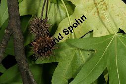 Orientalischer Amberbaum, Liquidambar orientalis Kauf von 05847liquidambar_orientalisimg_0151.jpg