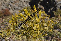 Kiefern-Mistel, Föhren-Mistel, Viscum album ssp. austriacum, Viscaceae / Loranthaceae, Viscum album ssp. austriacum, Kiefern-Mistel, Föhren-Mistel, fruchtend Kauf von 05849_viscum_album_austriacum_dsc_1174.jpg