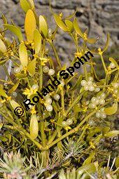 Kiefern-Mistel, Föhren-Mistel, Viscum album ssp. austriacum, Viscaceae / Loranthaceae, Viscum album ssp. austriacum, Kiefern-Mistel, Föhren-Mistel, fruchtend Kauf von 05849_viscum_album_austriacum_dsc_1175.jpg