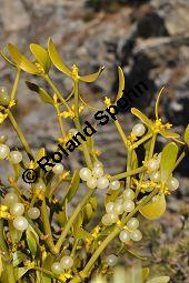 Kiefern-Mistel, Föhren-Mistel, Viscum album ssp. austriacum, Viscaceae / Loranthaceae, Viscum album ssp. austriacum, Kiefern-Mistel, Föhren-Mistel, fruchtend Kauf von 05849_viscum_album_austriacum_dsc_1177.jpg