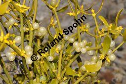 Kiefern-Mistel, Föhren-Mistel, Viscum album ssp. austriacum, Viscaceae / Loranthaceae, Viscum album ssp. austriacum, Kiefern-Mistel, Föhren-Mistel, fruchtend Kauf von 05849_viscum_album_austriacum_dsc_1178.jpg