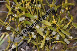 Kiefern-Mistel, Föhren-Mistel, Viscum album ssp. austriacum, Viscaceae / Loranthaceae, Viscum album ssp. austriacum, Kiefern-Mistel, Föhren-Mistel, fruchtend Kauf von 05849_viscum_album_austriacum_dsc_1225.jpg