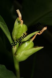 Großer Galgant, Alpinia galanga Kauf von 05852_alpinia_galanga_img_9600.jpg