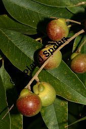 Mukorossi-Seifenbaum, Sapindus mukorossi Kauf von 05856sapindus_mukorossiimg_0082.jpg