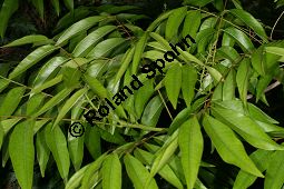 Mukorossi-Seifenbaum, Sapindus mukorossi Kauf von 05856sapindus_mukorossiimg_7540.jpg