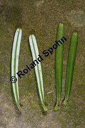 Nikko-Tanne, Abies homolepis Kauf von 05863_abies_homolepis_img_6308.jpg