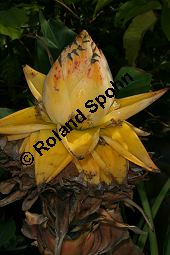 Golden-Lotus-Banane, Musella lasiocarpa, Musaceae, Musella lasiocarpa, Golden-Lotus-Banane, Lotusbanane, Blühend Kauf von 05870musella_lasiocarpaimg_2804.jpg