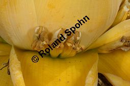 Golden-Lotus-Banane, Musella lasiocarpa, Musaceae, Musella lasiocarpa, Golden-Lotus-Banane, Lotusbanane, Blühend Kauf von 05870musella_lasiocarpaimg_2805.jpg