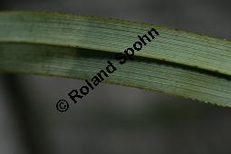 Sägeried, Schneide-Binse, Binsenschneide, Cladium mariscus Kauf von 05888_cladium_mariscus_img_3304.jpg