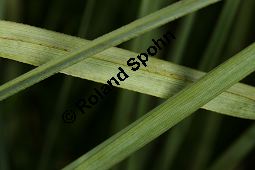 Sägeried, Schneide-Binse, Binsenschneide, Cladium mariscus Kauf von 05888_cladium_mariscus_img_3306.jpg