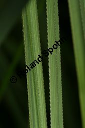 Sägeried, Schneide-Binse, Binsenschneide, Cladium mariscus Kauf von 05888_cladium_mariscus_img_3308.jpg