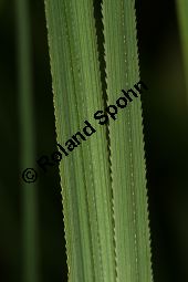 Sägeried, Schneide-Binse, Binsenschneide, Cladium mariscus Kauf von 05888_cladium_mariscus_img_3309.jpg