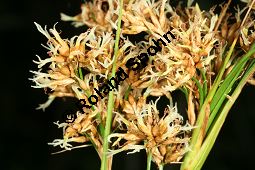 Sägeried, Schneide-Binse, Binsenschneide, Cladium mariscus Kauf von 05888_cladium_mariscus_img_3311.jpg