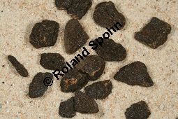 Stink-Asant, Steckenkraut, Ferula assa-foetida, Apiaceae, Ferula assa-foetida, Stink-Asant, Steckenkraut, Gummiharz Kauf von 05889ferula_assa-foetidaimg_5934.jpg