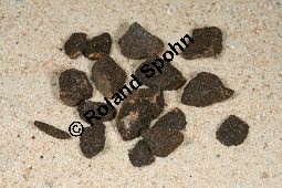 Stink-Asant, Steckenkraut, Ferula assa-foetida, Apiaceae, Ferula assa-foetida, Stink-Asant, Steckenkraut, Gummiharz Kauf von 05889ferula_assa-foetidaimg_5935.jpg