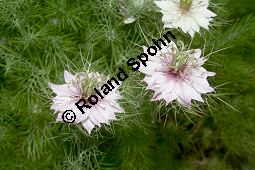 Damaszener Schwarzkümmel, Nigella damascena, Ranunculaceae, Nigella damascena, Damaszener Schwarzkümmel, Jungfer im Grünen, gefüllte Form blühend Kauf von 05892nigella_damascenaimg_1986.jpg