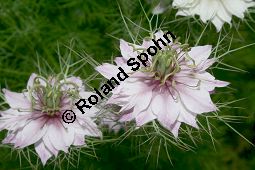 Damaszener Schwarzkümmel, Nigella damascena, Ranunculaceae, Nigella damascena, Damaszener Schwarzkümmel, Jungfer im Grünen, gefüllte Form blühend Kauf von 05892nigella_damascenaimg_1987.jpg
