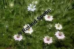 Damaszener Schwarzkümmel, Nigella damascena, Ranunculaceae, Nigella damascena, Damaszener Schwarzkümmel, Jungfer im Grünen, gefüllte Form blühend Kauf von 05892nigella_damascenaimg_1988.jpg