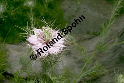 Damaszener Schwarzkümmel, Nigella damascena, Ranunculaceae, Nigella damascena, Damaszener Schwarzkümmel, Jungfer im Grünen, gefüllte Form blühend Kauf von 05892nigella_damascenaimg_1991.jpg
