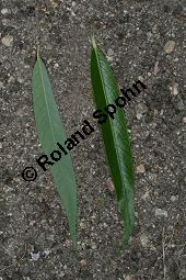 Trauer-Weide, Babylonische Trauer-Weide, Salix babylonica Kauf von 05893_salix_babylonica_img_9034.jpg