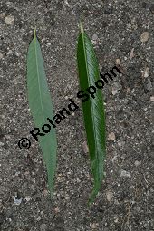 Trauer-Weide, Babylonische Trauer-Weide, Salix babylonica Kauf von 05893_salix_babylonica_img_9035.jpg