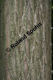 Trauer-Weide, Babylonische Trauer-Weide, Salix babylonica Kauf von 05893_salix_babylonica_img_9036.jpg