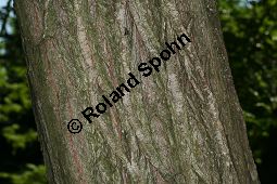 Trauer-Weide, Babylonische Trauer-Weide, Salix babylonica Kauf von 05893_salix_babylonica_img_9037.jpg